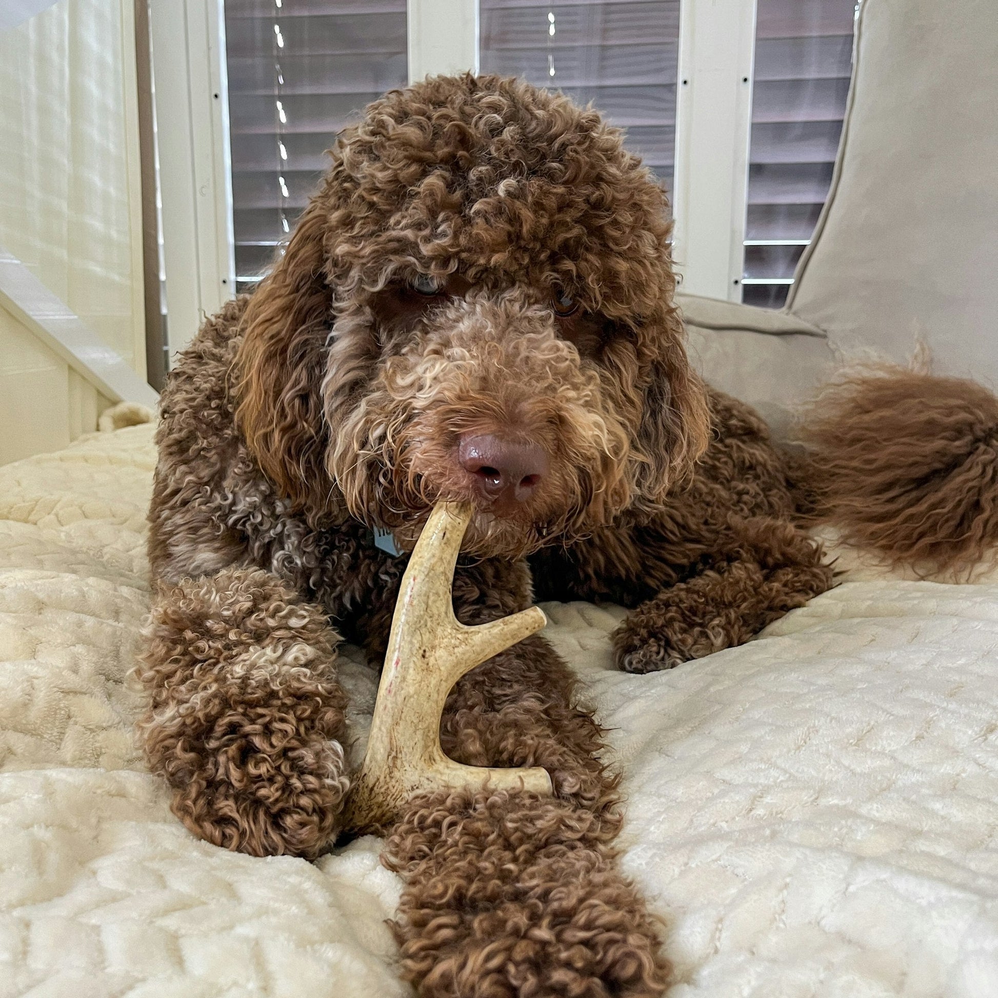 Deer Antler Dog Chews | Organic Chews for Dogs - Boske.store