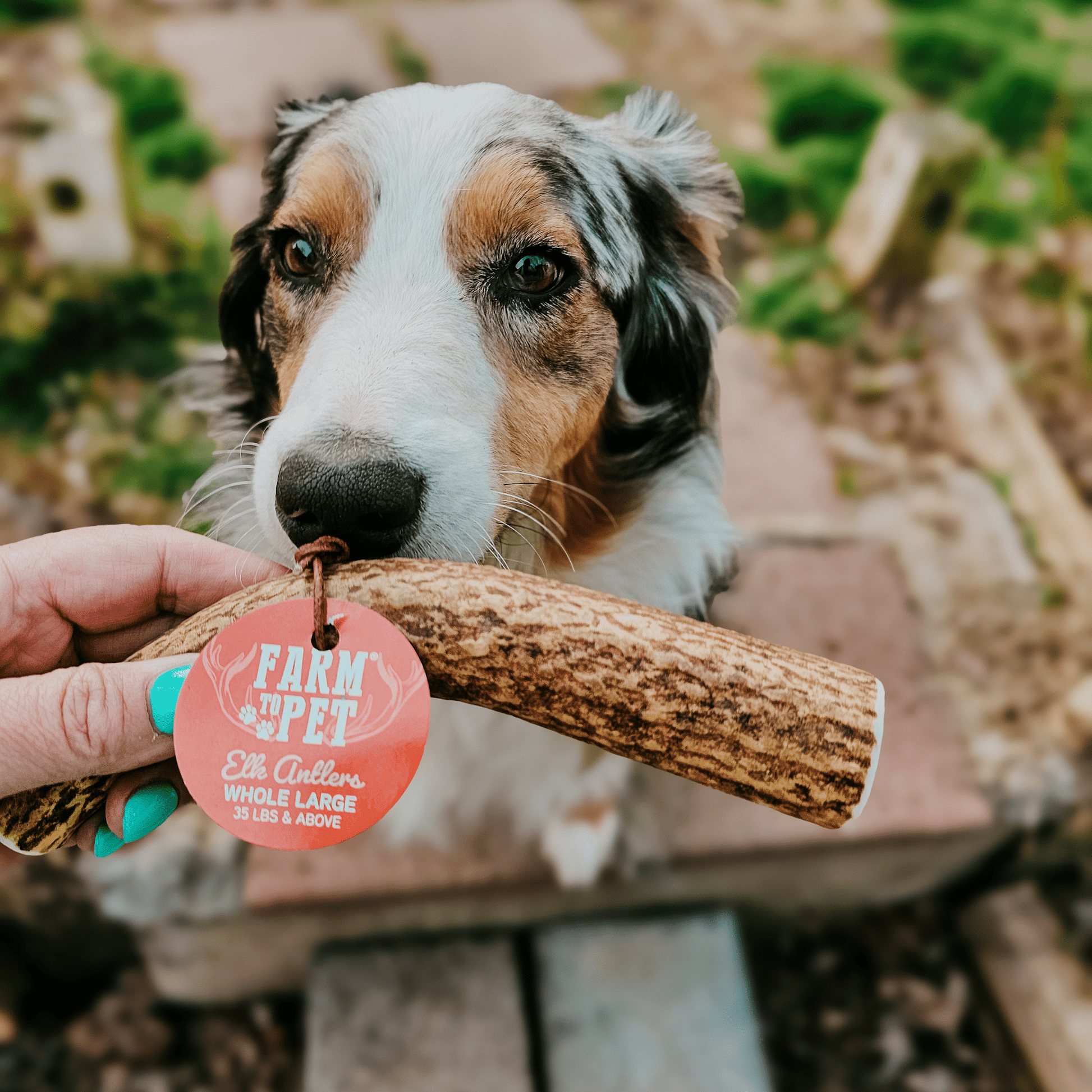 Elk Antler Dog Chews | All - Natural Whole and Split Elk Antler Chews for Dogs - Boske.store