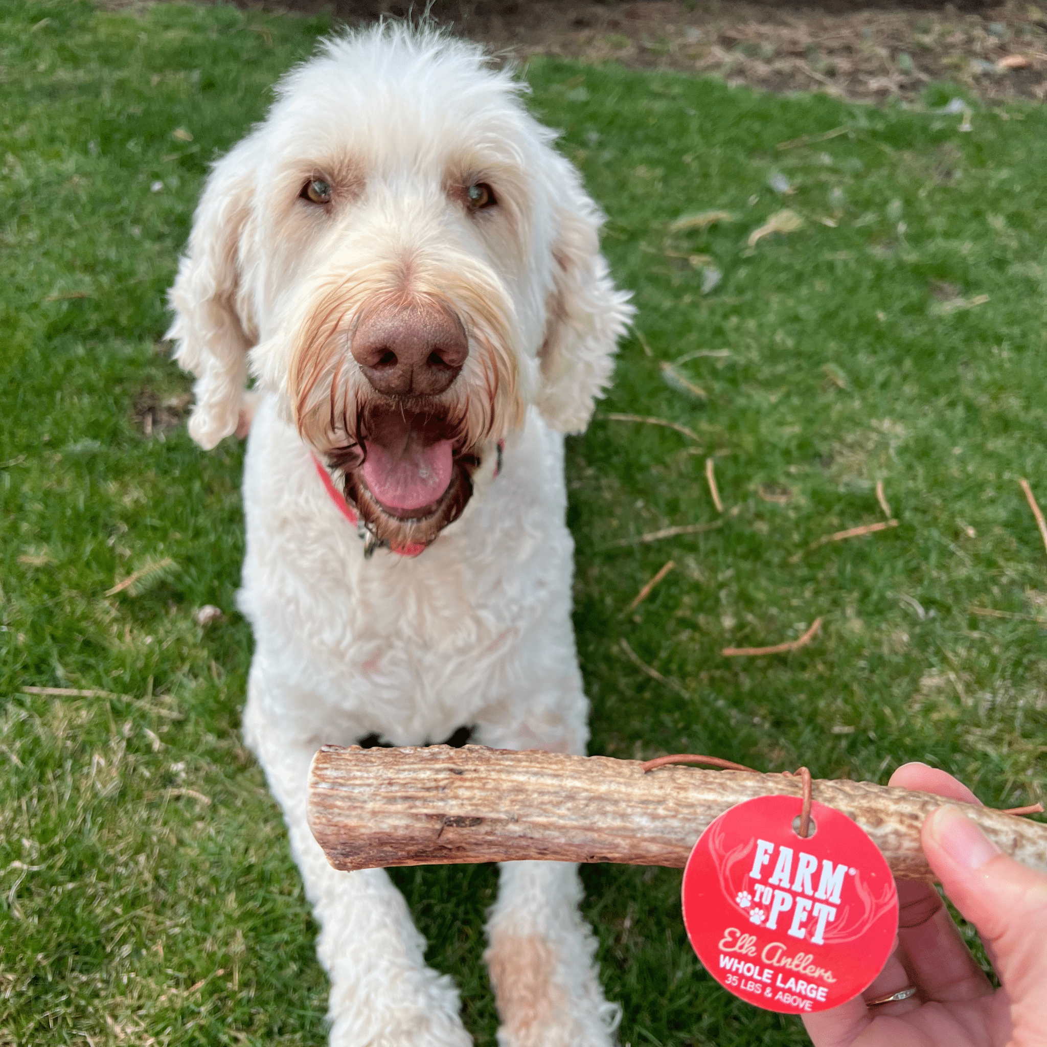 Elk Antler Dog Chews | All - Natural Whole and Split Elk Antler Chews for Dogs - Boske.store