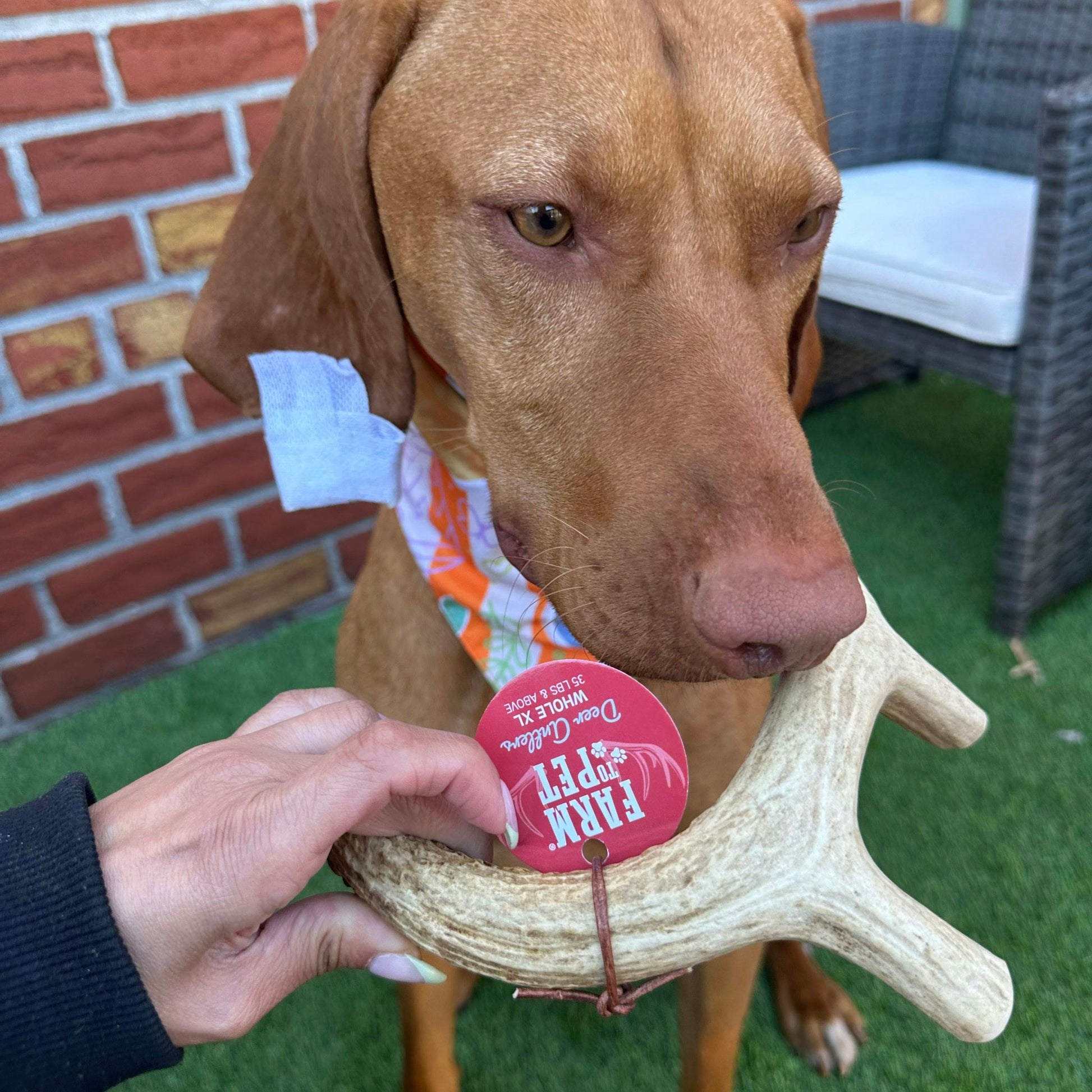 Deer Antler Dog Chews | Organic Chews for Dogs - Boske.store