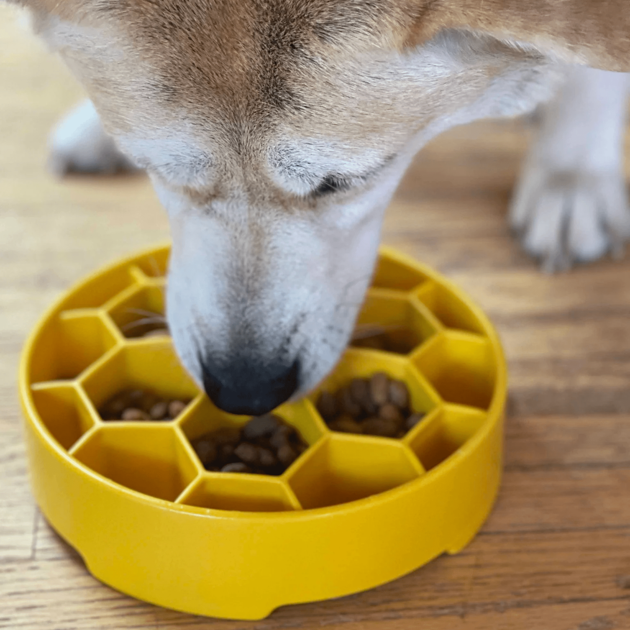 Slow Feeder Dog Bowls - Boske.store