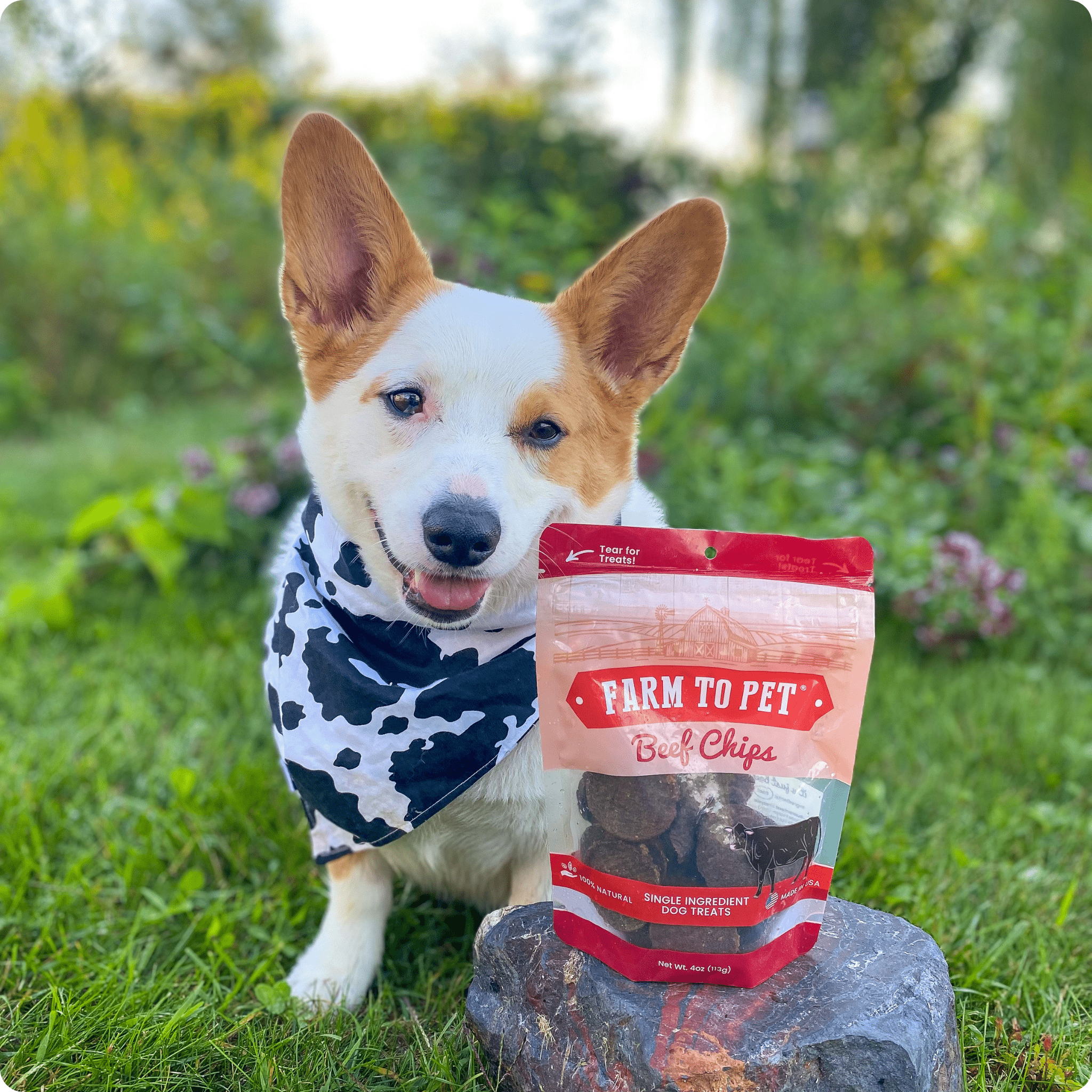 Beef Chips Dog Treats | Single - Ingredient Healthy Treats for Dogs - Boske.store