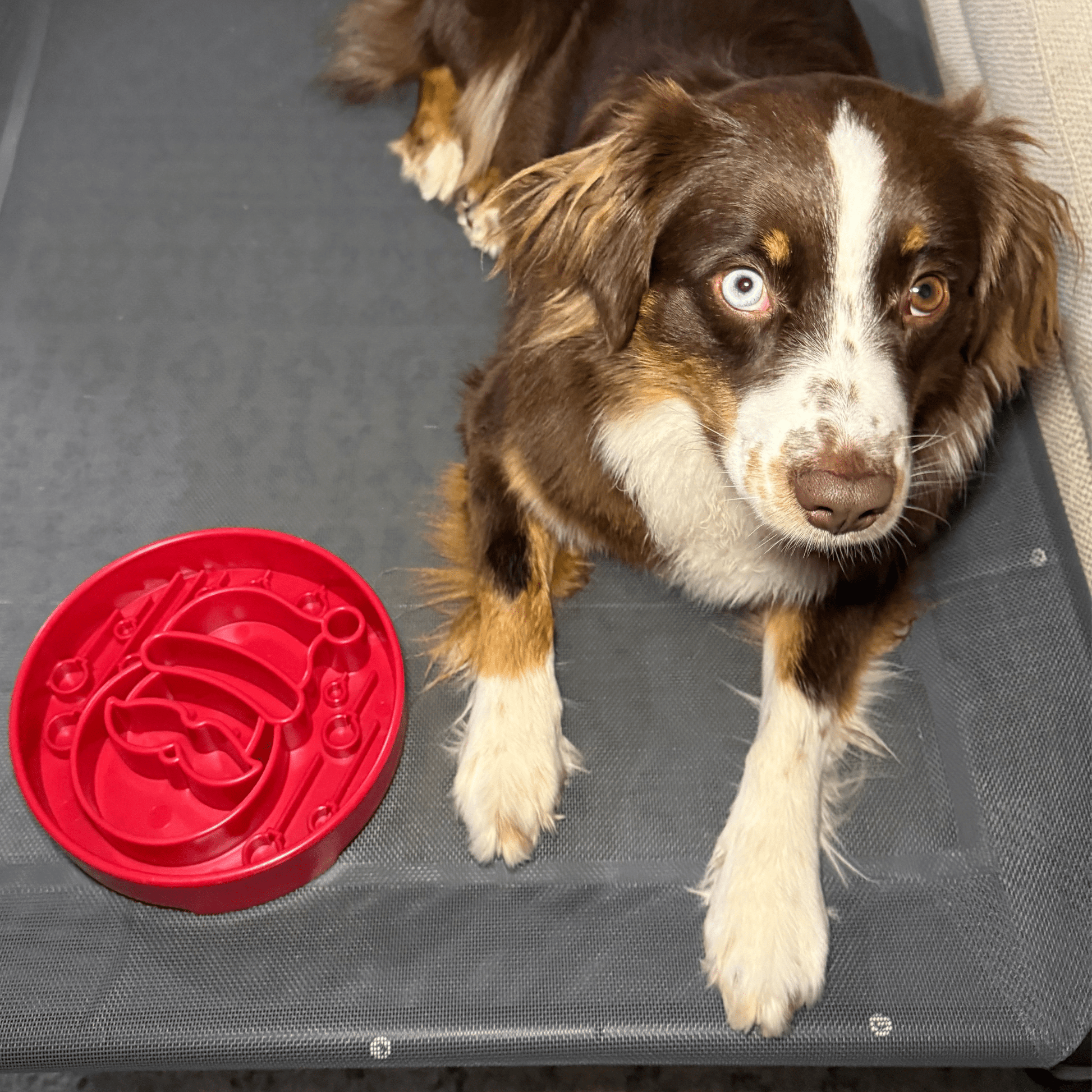 Slow Feeder Dog Bowls - Boske.store