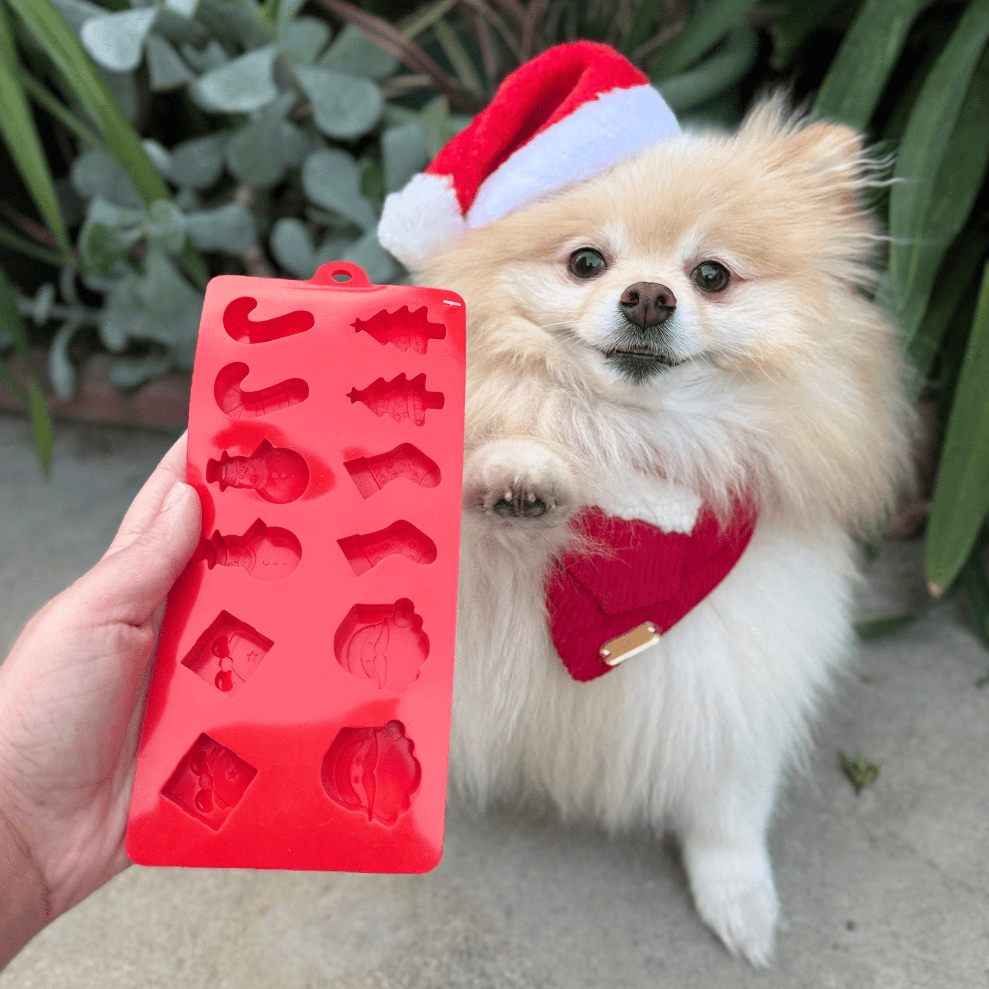 Pet Treat Molds - Boske.store