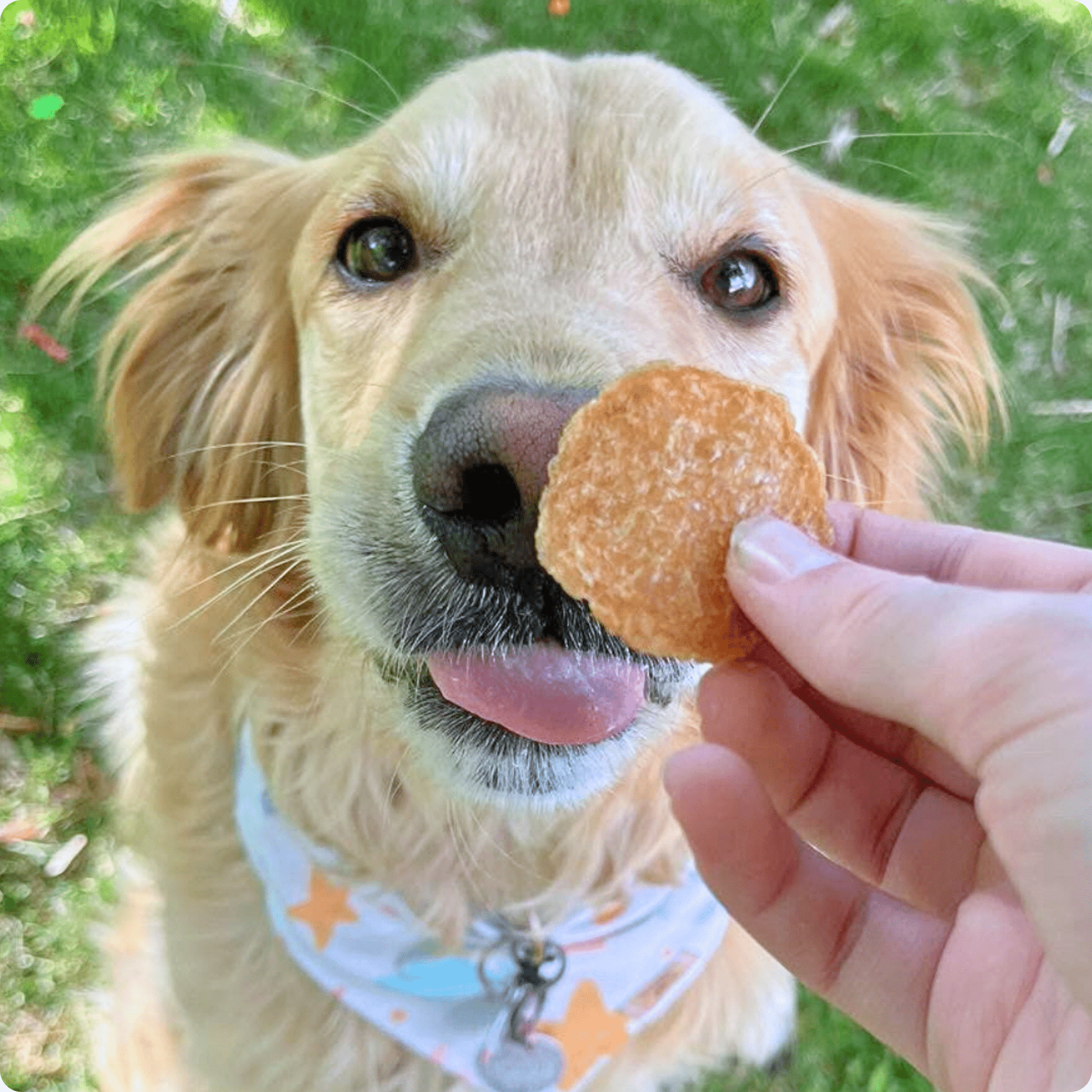 Chicken Chips for Dogs | All - Natural Single - Ingredient Dog Treats - Boske.store