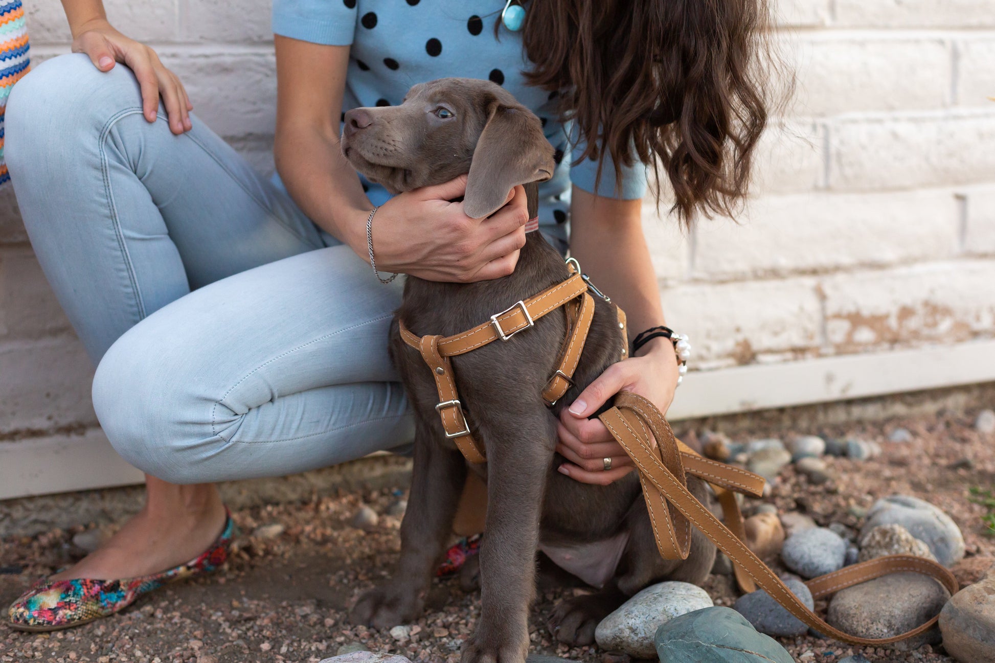 Step In Leather Dog Harness - Boske.store