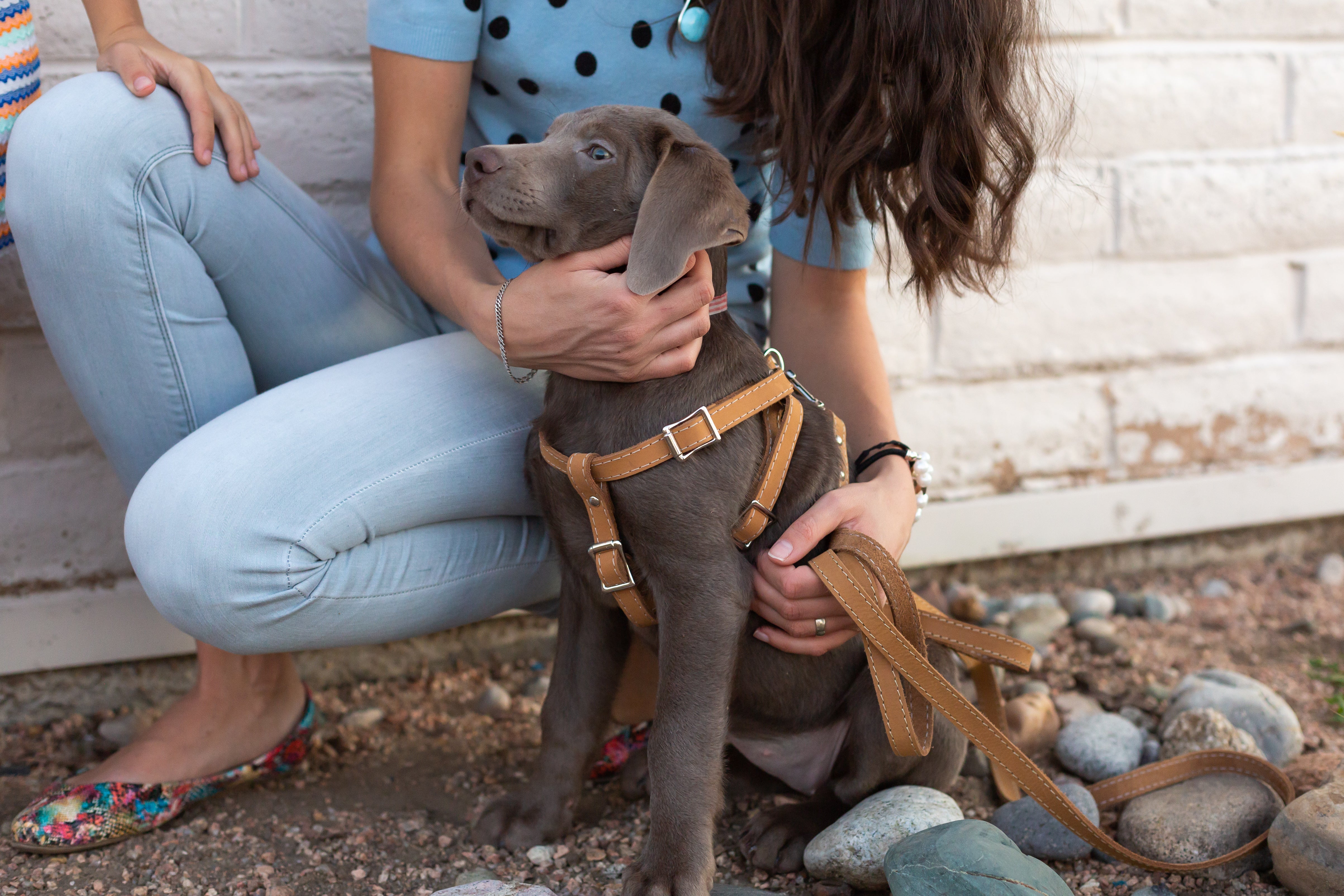 Step In Leather Dog Harness - Boske.store