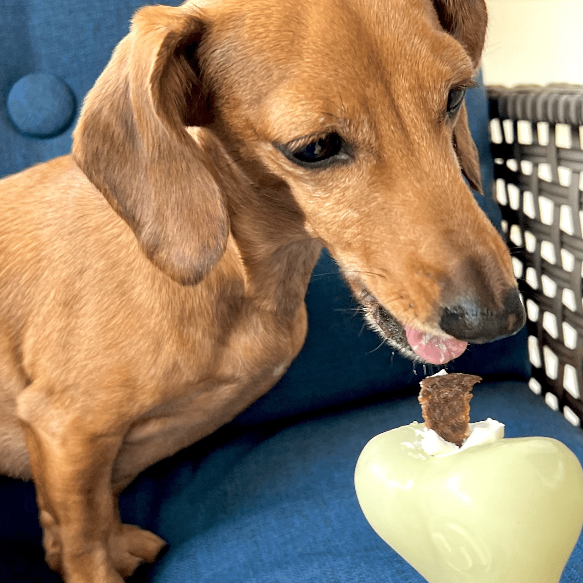 Dog Treat Dispensers - Boske.store