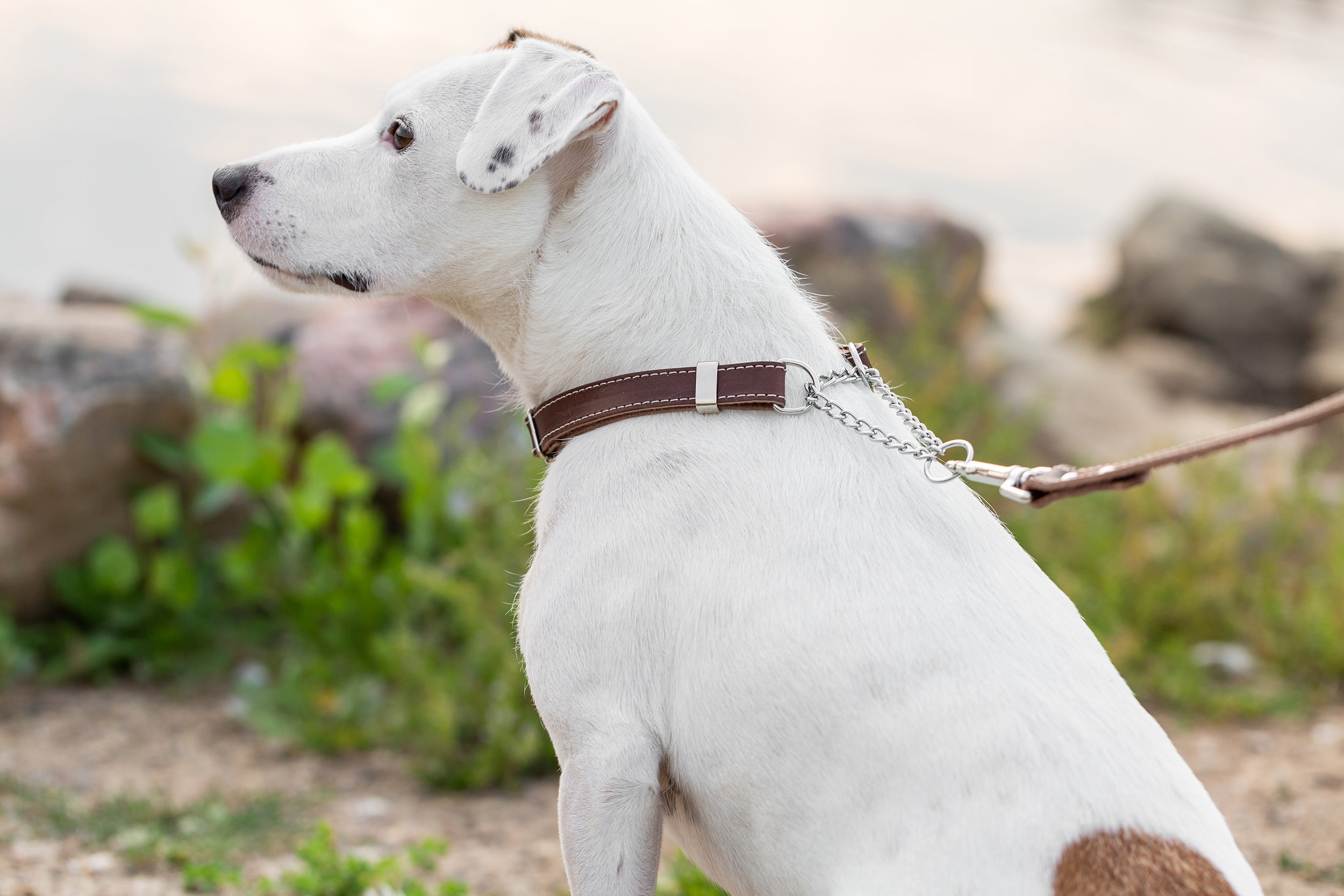 Martingale Chocolate Leather Dog Collar - Boske.store