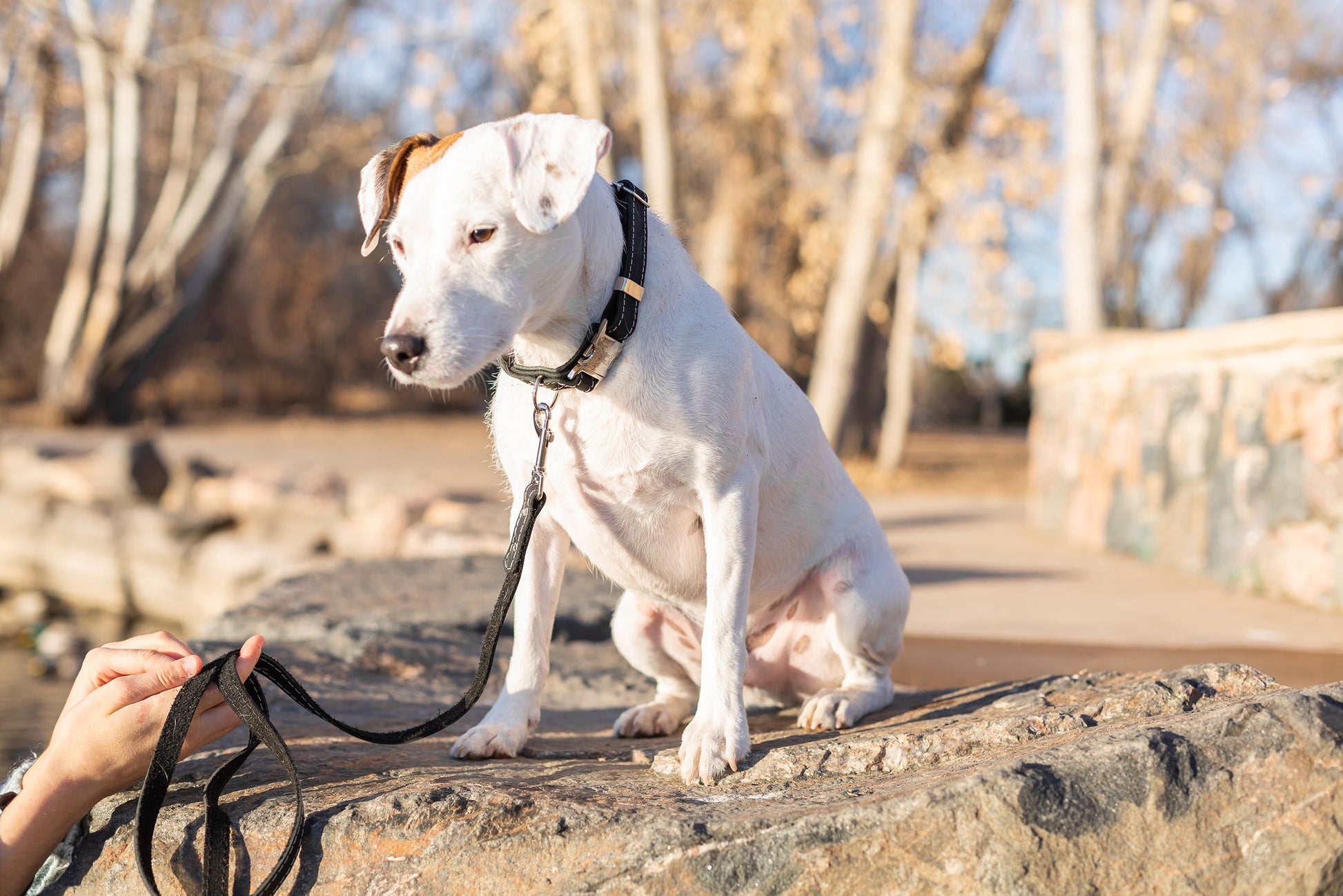 Pro Line Hunting Midnight Black Leather Leash - Boske.store