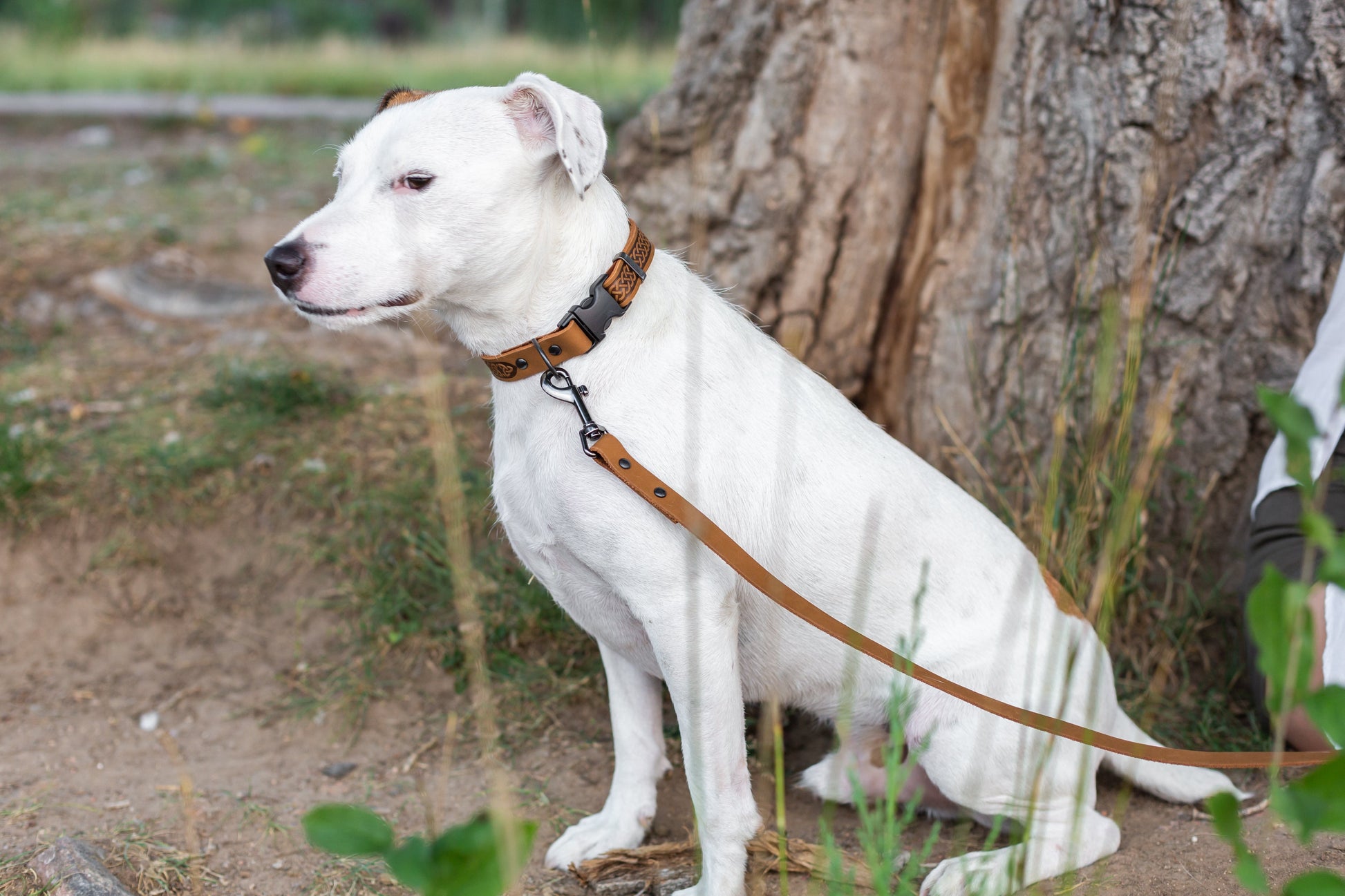 Celtic Sport Khaki Leather Dog Collar - Boske.store