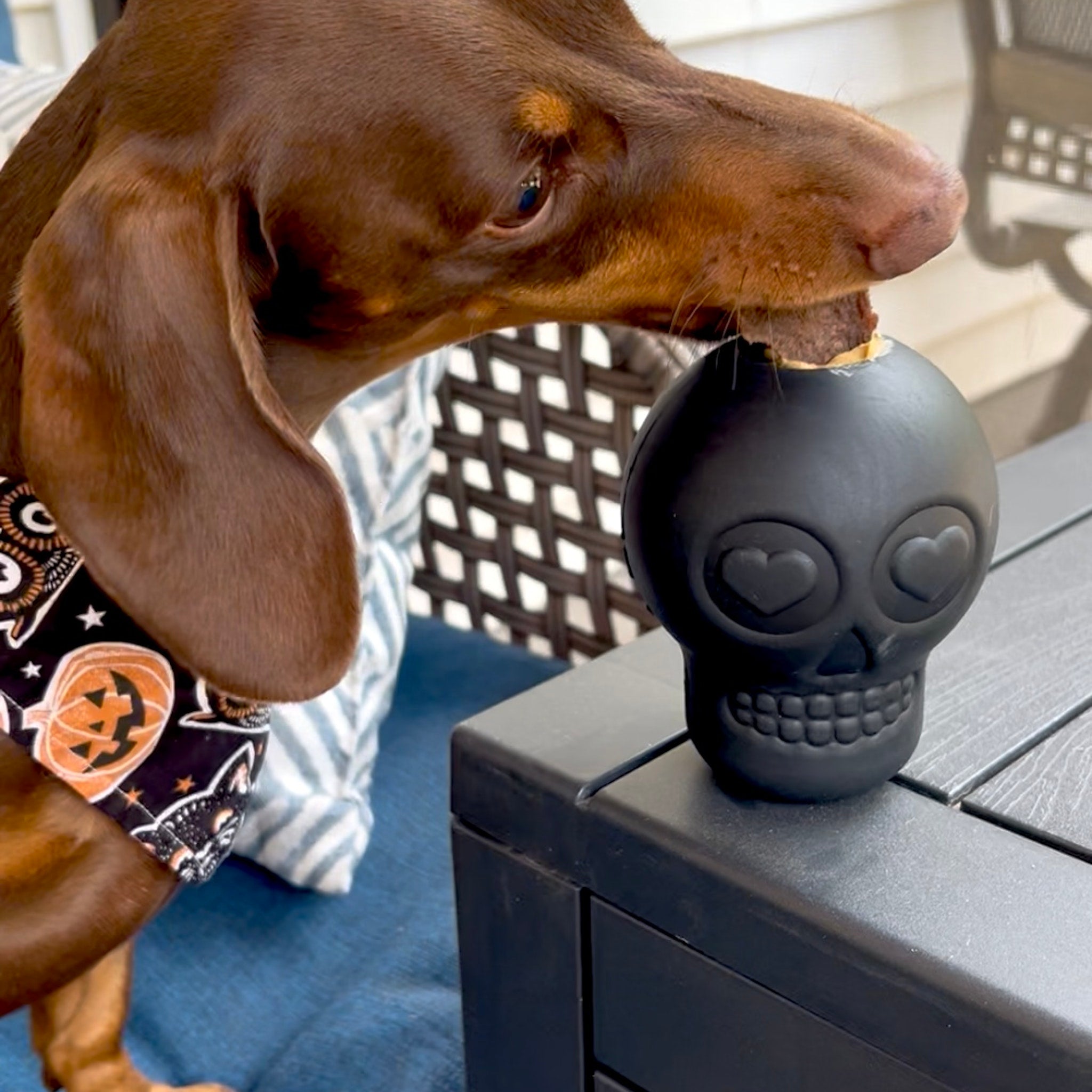 Dog Treat Dispensers - Boske.store