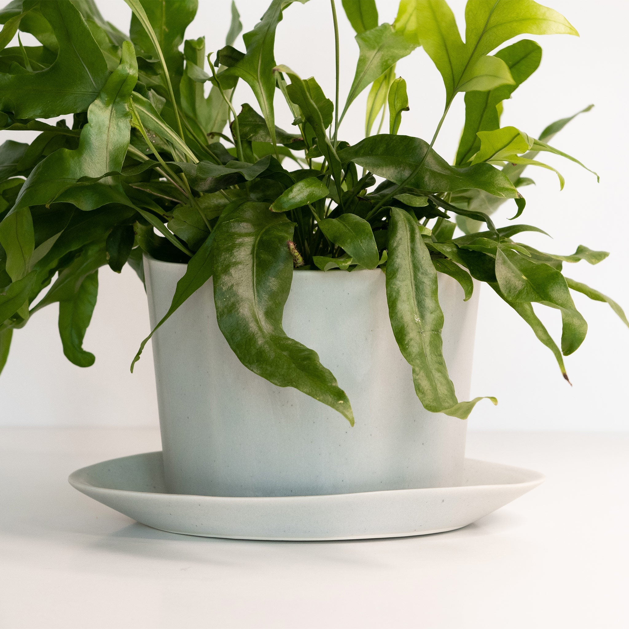 Geometric Oval Handmade Porcelain Planter - Boske.store