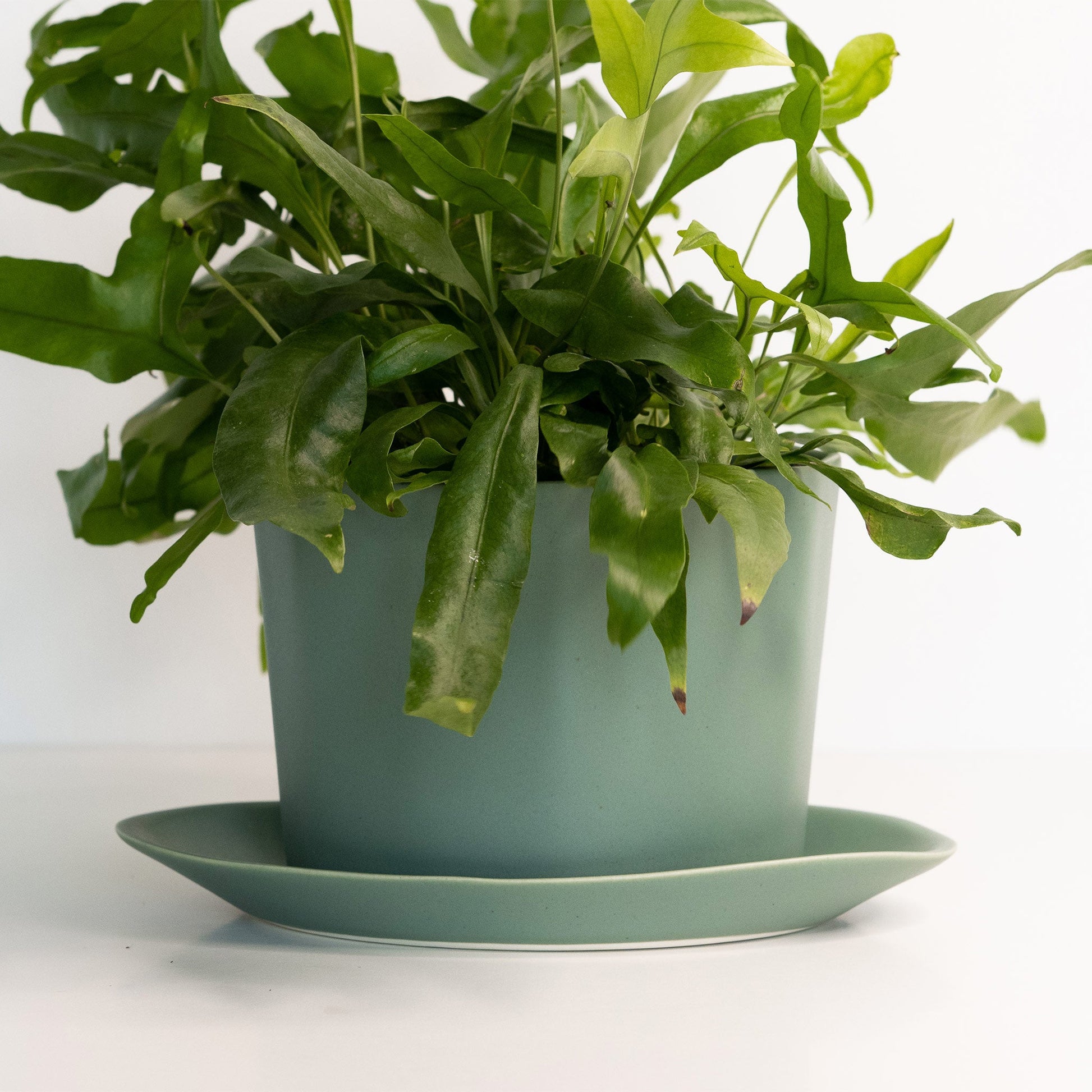 Geometric Oval Handmade Porcelain Planter - Boske.store