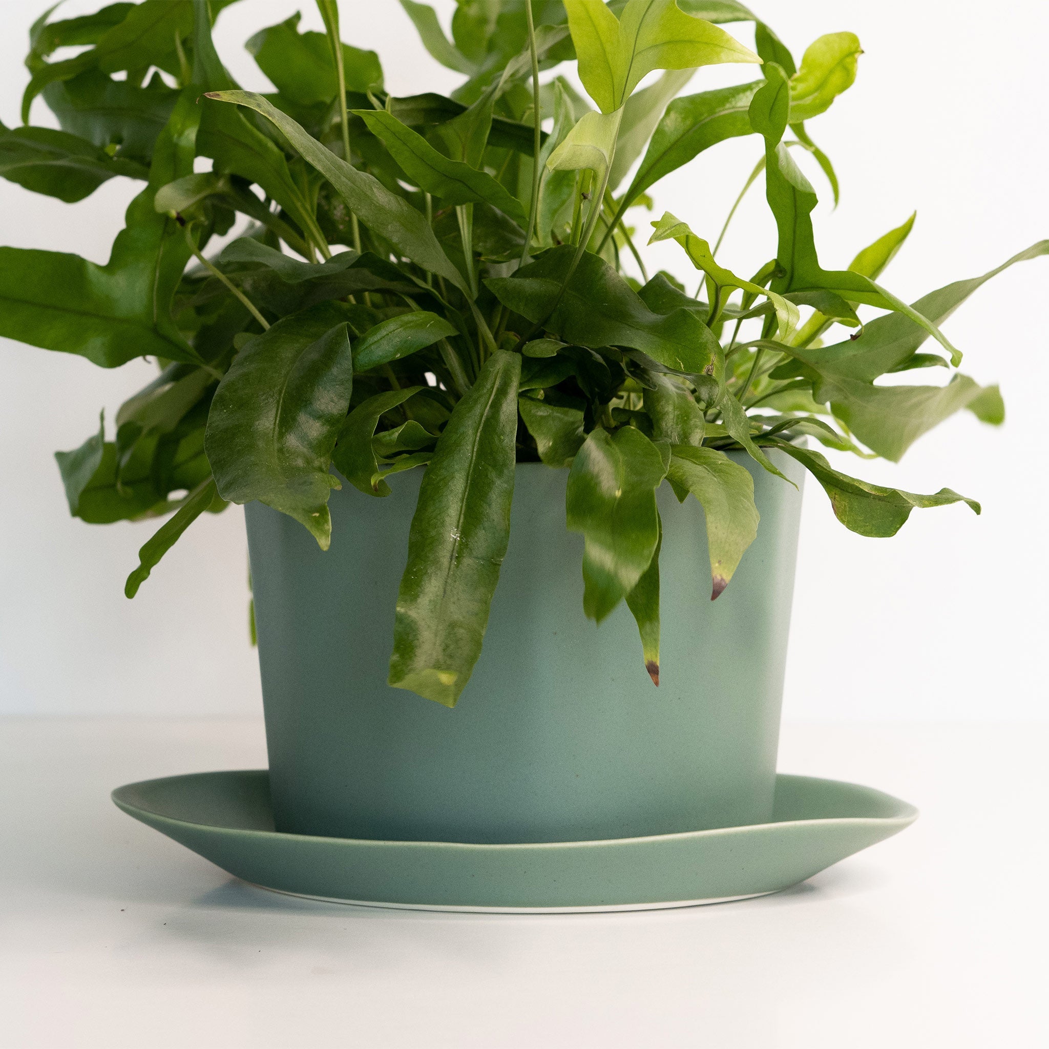 Geometric Oval Handmade Porcelain Planter - Boske.store