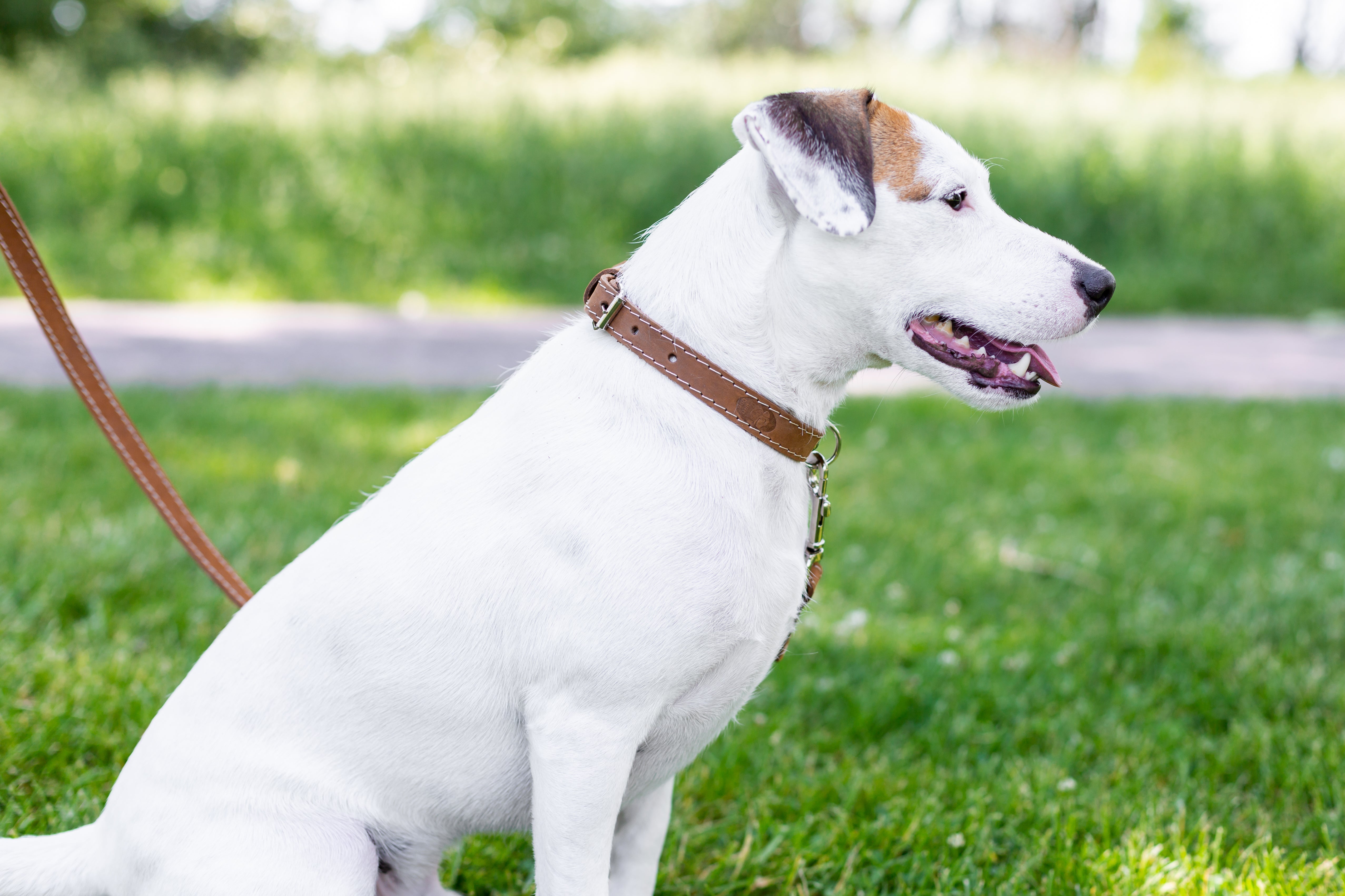 Pro Line Hunting Leather Collar and Leash Set - Boske.store