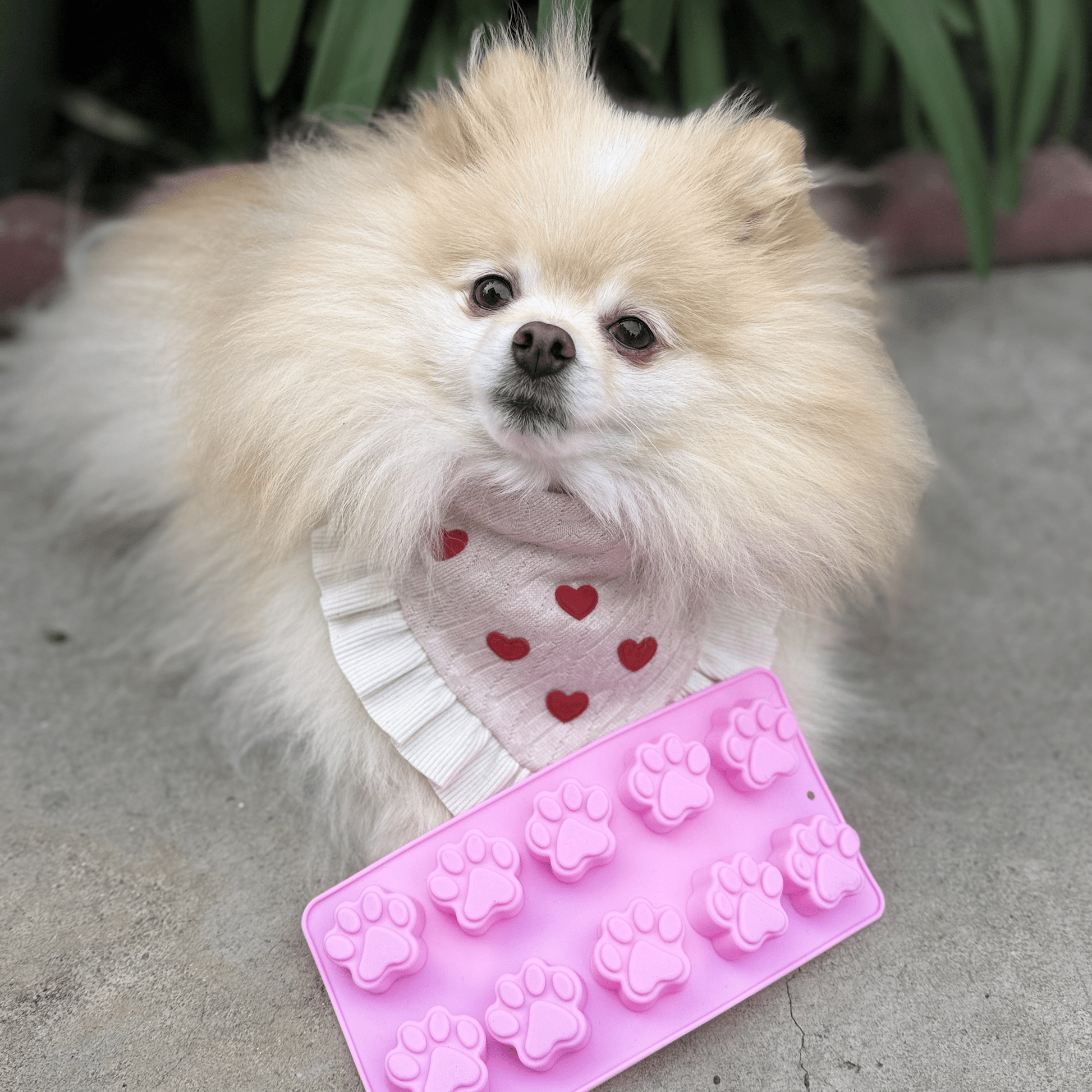Pet Treat Molds - Boske.store