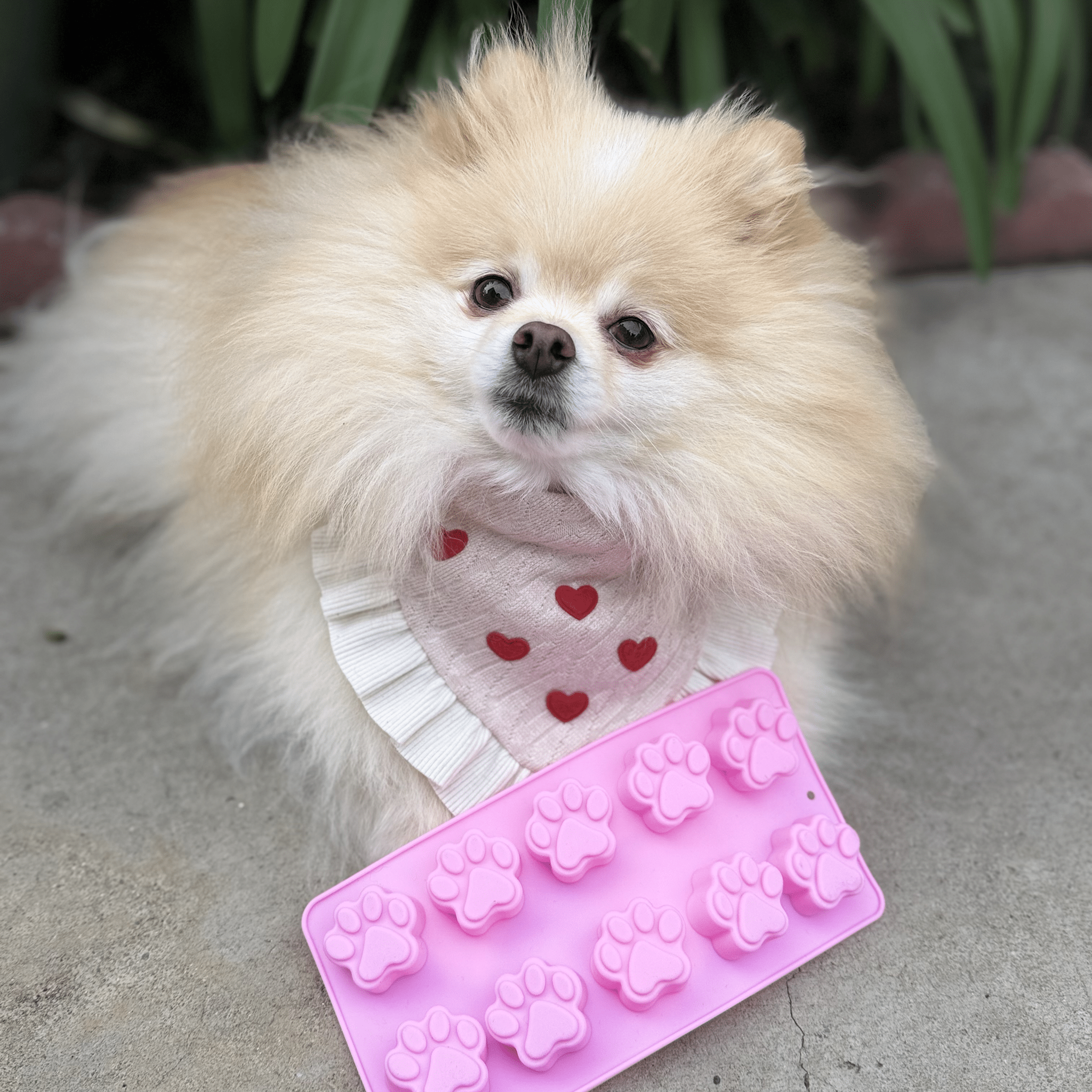 Pet Treat Molds - Boske.store