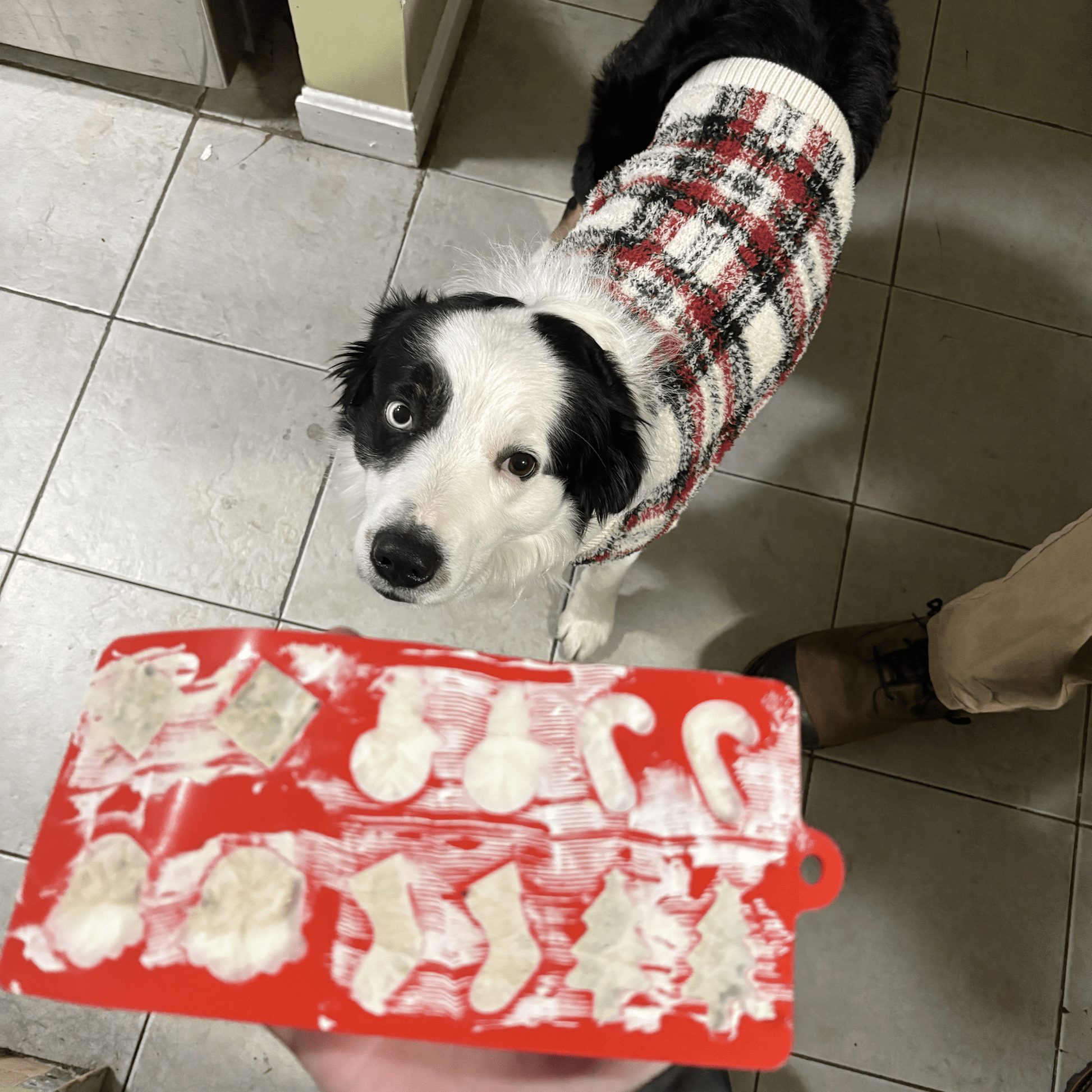 Pet Treat Molds - Boske.store