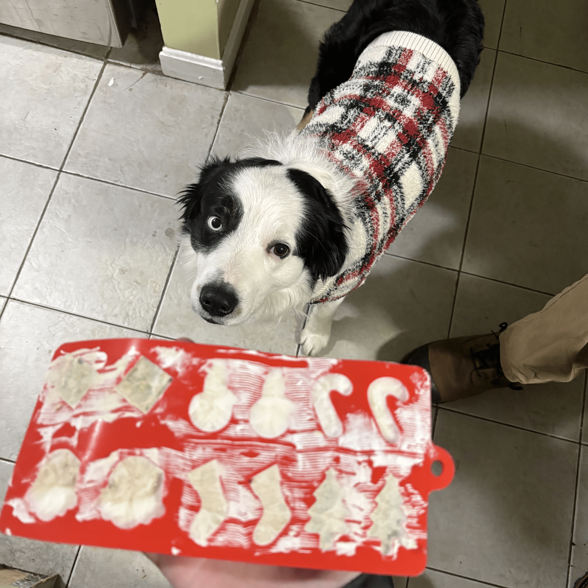 Pet Treat Molds - Boske.store