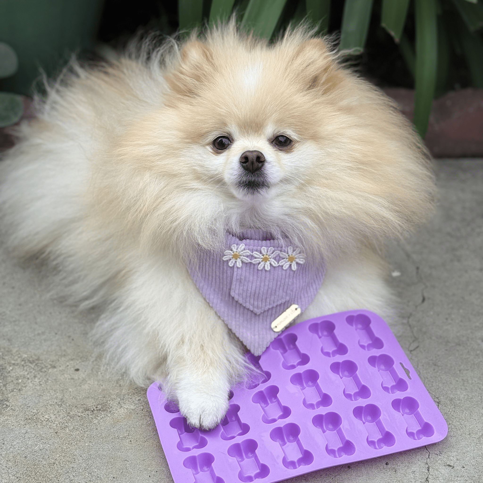 Pet Treat Molds - Boske.store