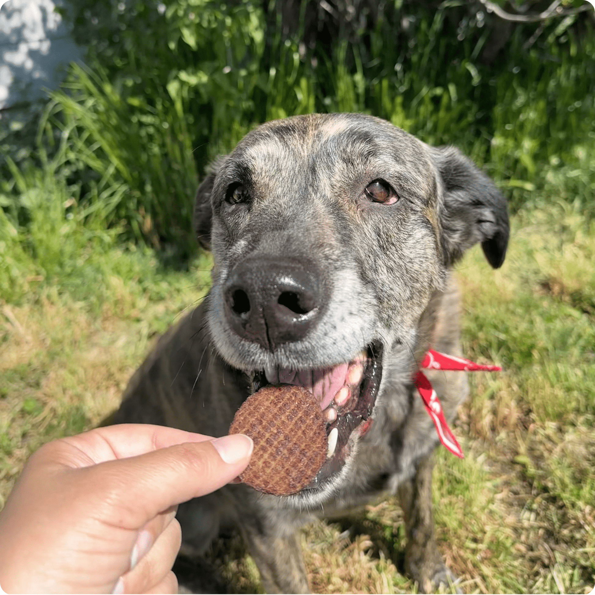 Beef Chips Dog Treats | Single - Ingredient Healthy Treats for Dogs - Boske.store